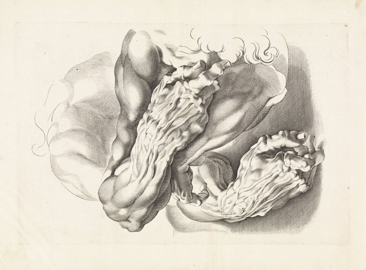 A karok anatómiai vizsgálata Peter Paul Rubens rajzkönyve (sorozat címe) alkotó: Paulus Pontius