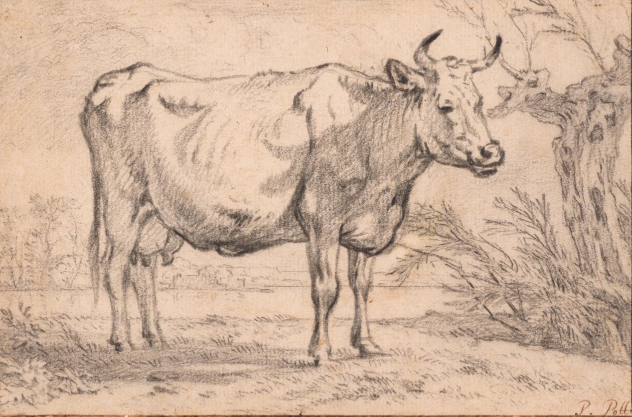 Álló tehén alkotó: Paulus Potter