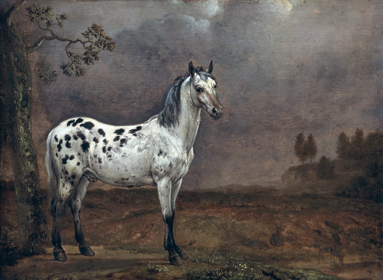 A Piebald ló alkotó: Paulus Potter
