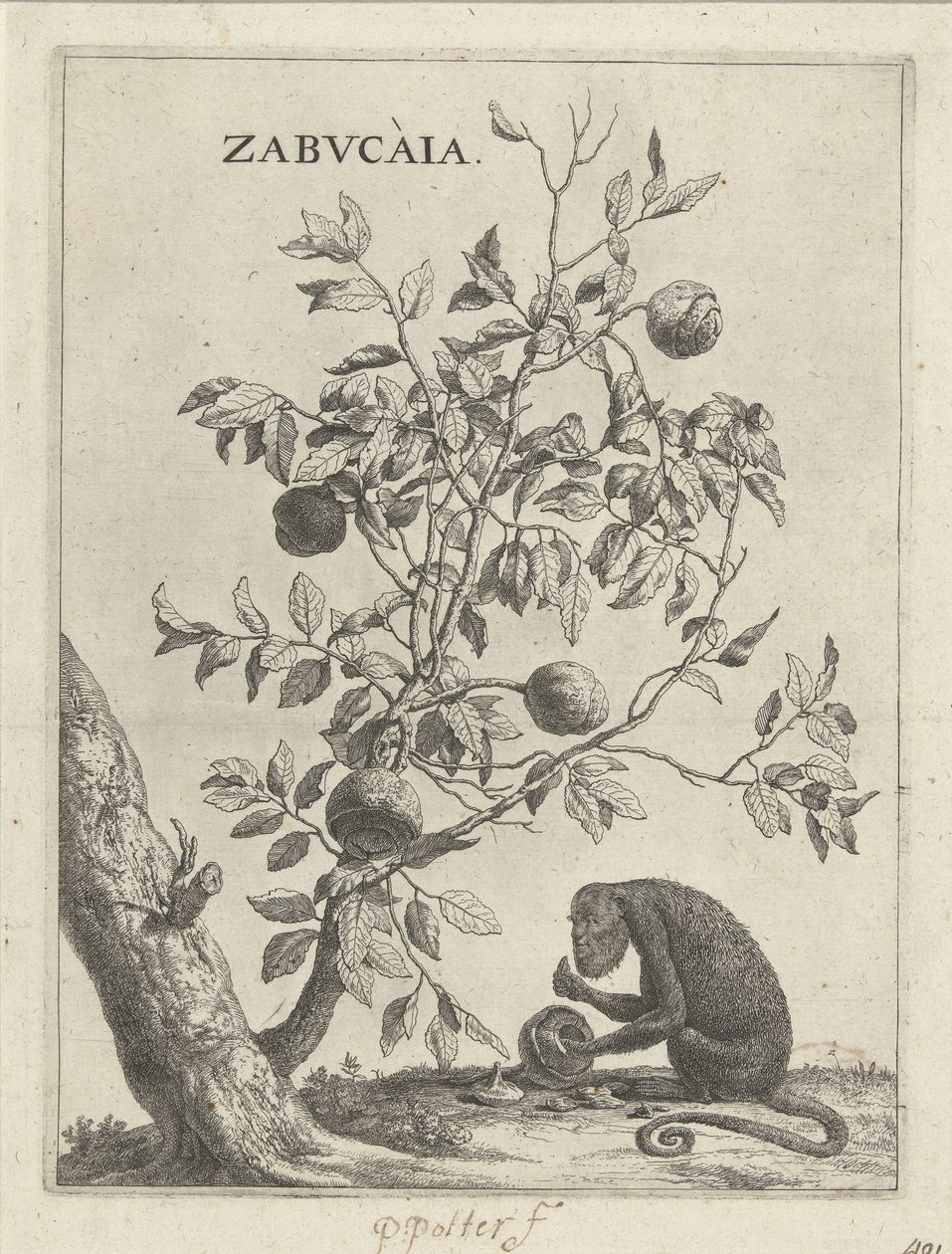 Zabucaiaboom en een aap Zabvcàia (cím a tárgyon) alkotó: Paulus Potter