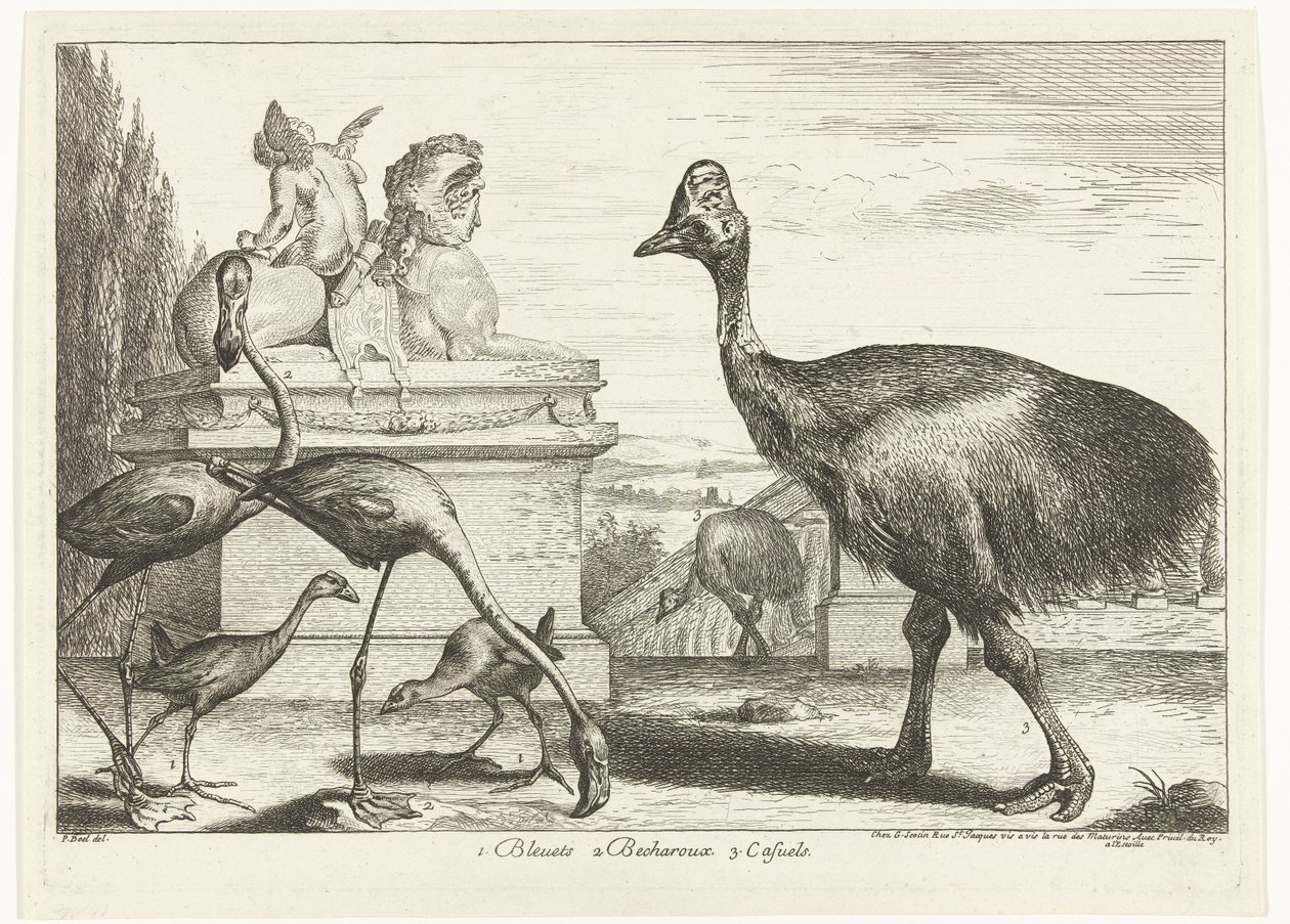 Kazuárok, lila szárcsa és flamingók 1. Bleuets 2 Becharoux 3. Casuels (cím a tárgyon) Madarak a Versailles-i menazsériából (sorozat címe) alkotó: Peeter Boel (attributed to)