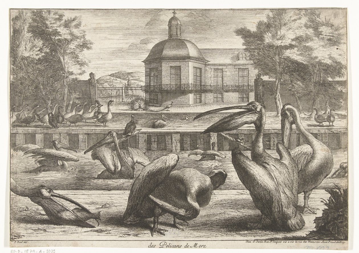 pelikánok des Pelicans de Mere (cím a tárgyon) Madarak a Versailles-i menazsériából (sorozat címe) alkotó: Peeter Boel (attributed to)