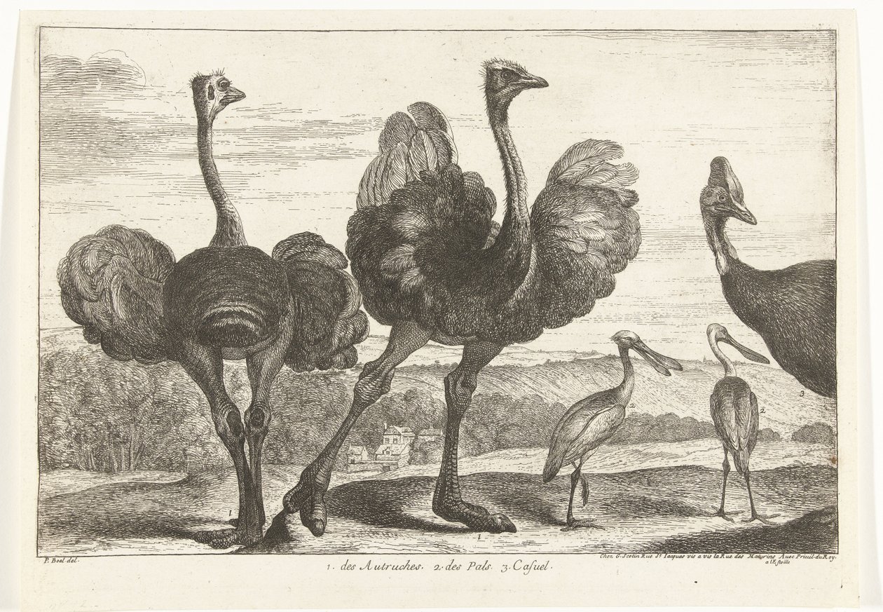 Strucc, kazuár és kanalasgém 1. az Autruches. 2. des Pals. c. alkalmi Madarak a Versailles-i menazsériából (sorozat címe) alkotó: Peeter Boel (attributed to)