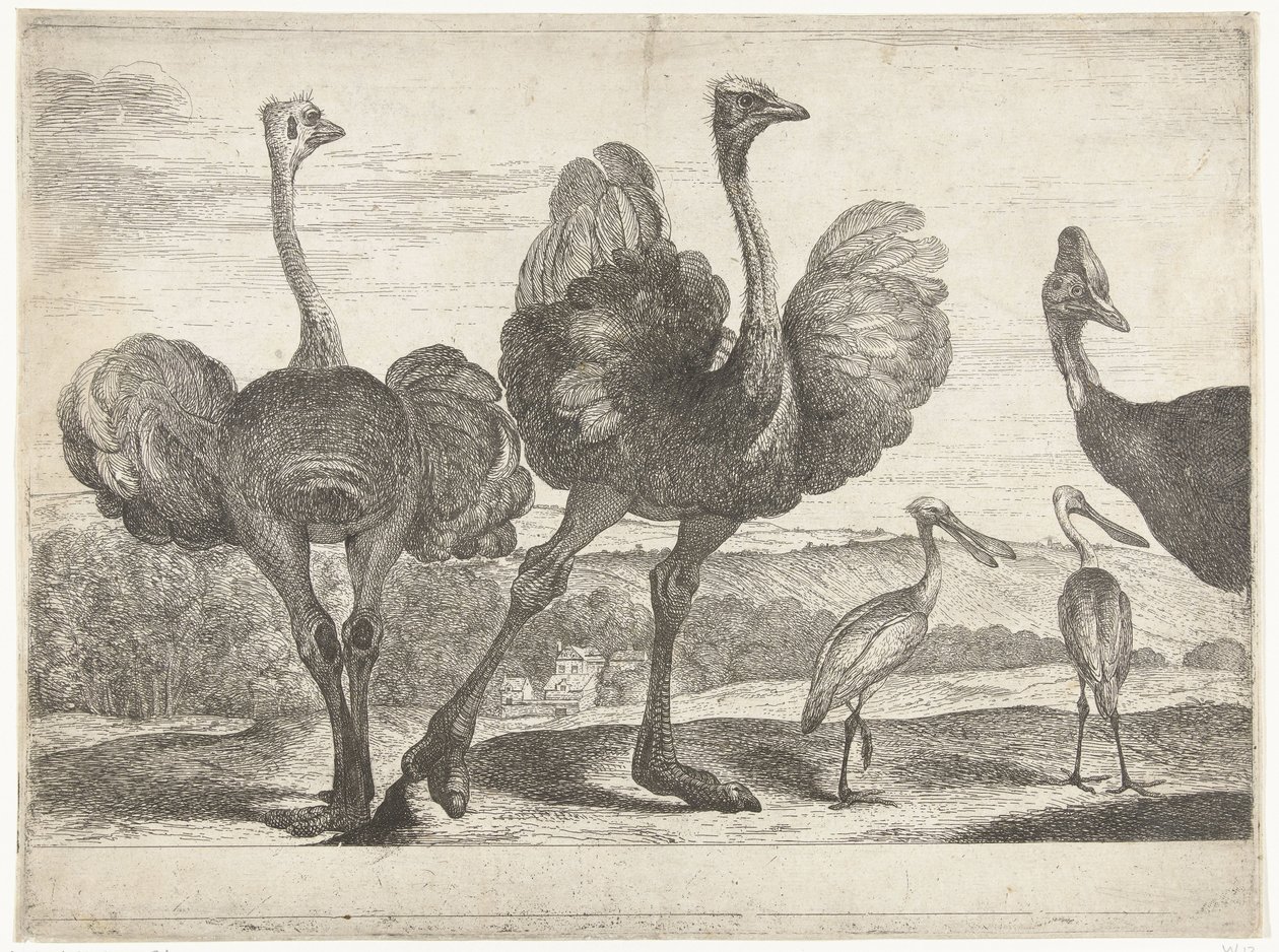 Strucc, kazuár és kanalasgém Madarak a versailles-i menazsériából (sorozat címe) alkotó: Peeter Boel (attributed to)