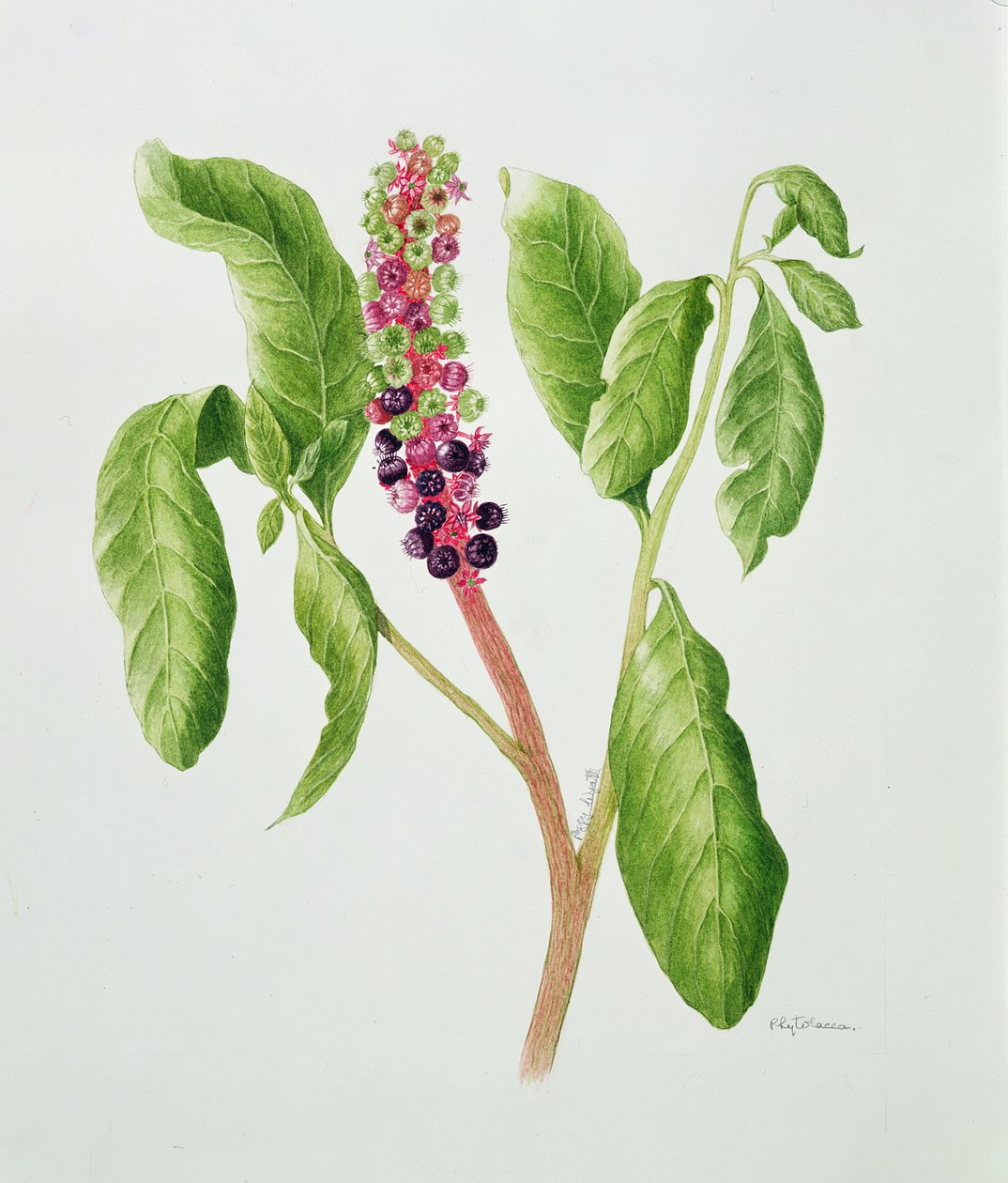 Phytolacca (akvarell) alkotó: Peggy Wyatt
