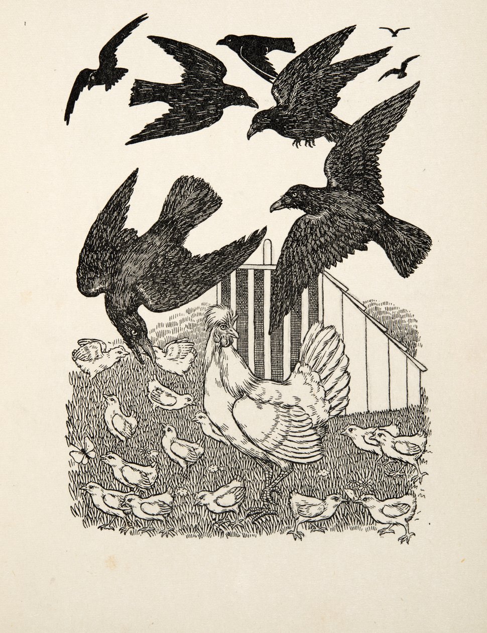 Számoló varjú, az Állatok száz anekdotájából, pub. 1924 alkotó: Percy J. Billingshurst