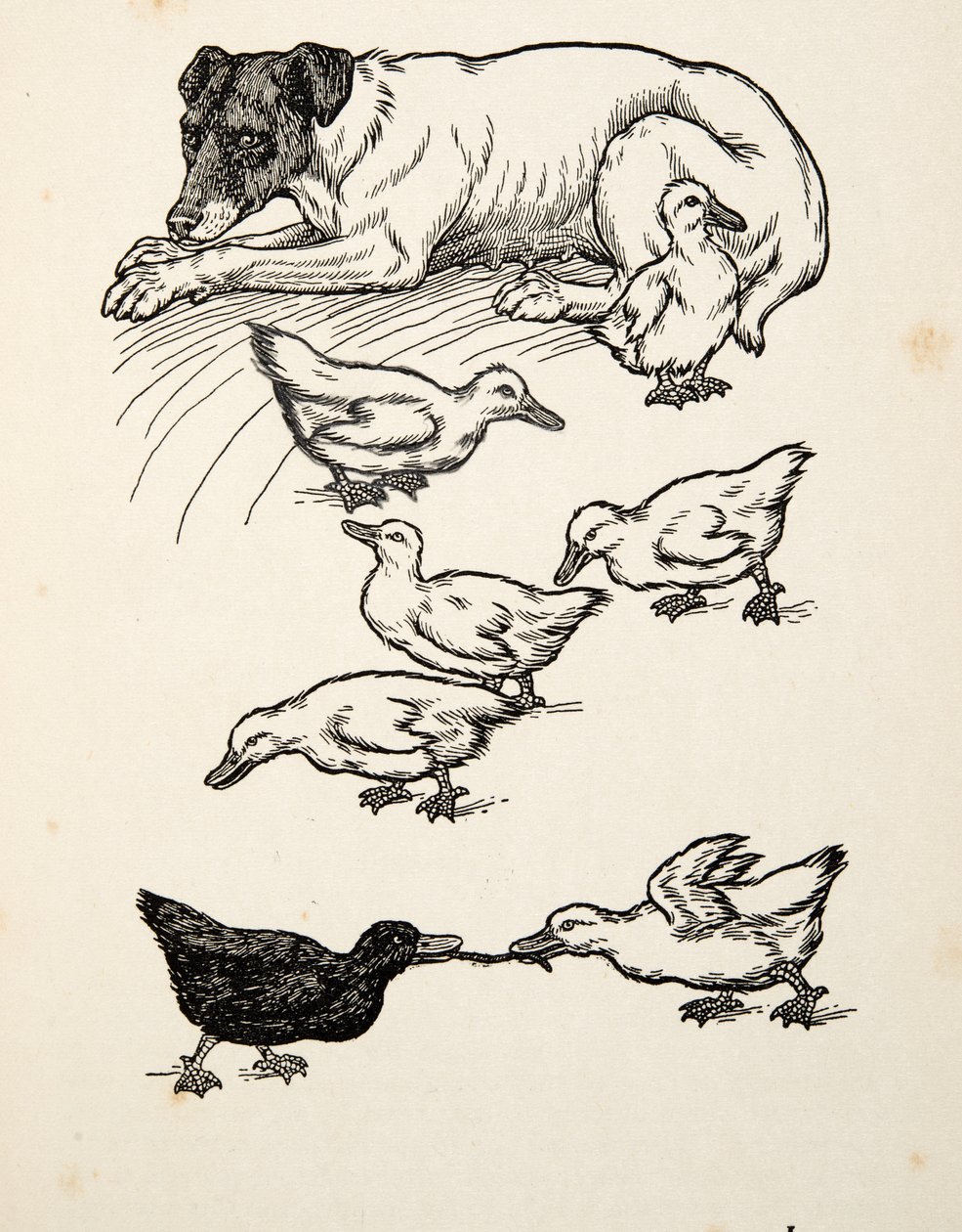 Egyedülálló nevelőanya, az Állatok száz anekdotájából, kocsma. 1924 alkotó: Percy J. Billingshurst