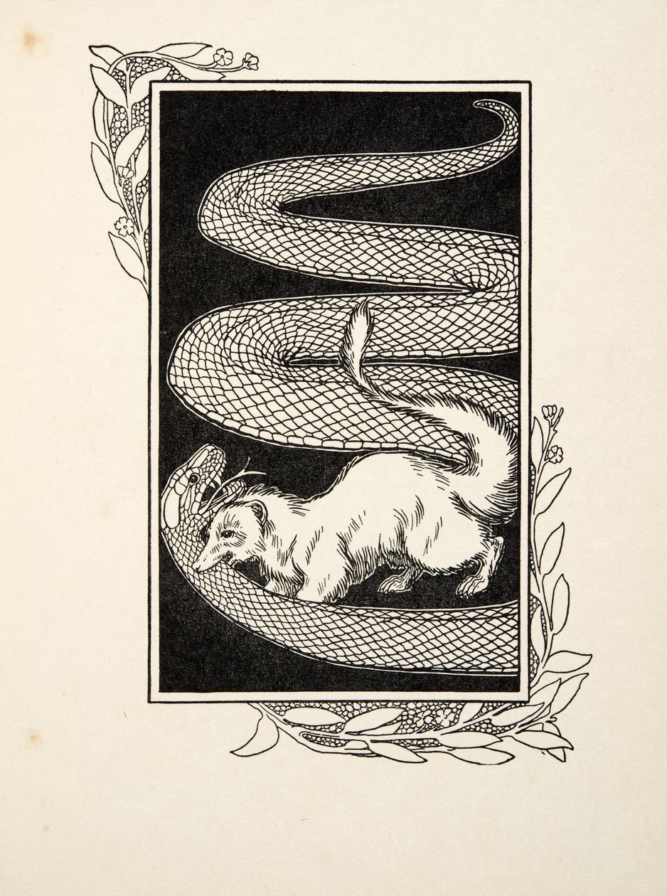 Snake Destroyers, az Állatok száz anekdotájából, pub. 1924 (metszet) alkotó: Percy J. Billingshurst