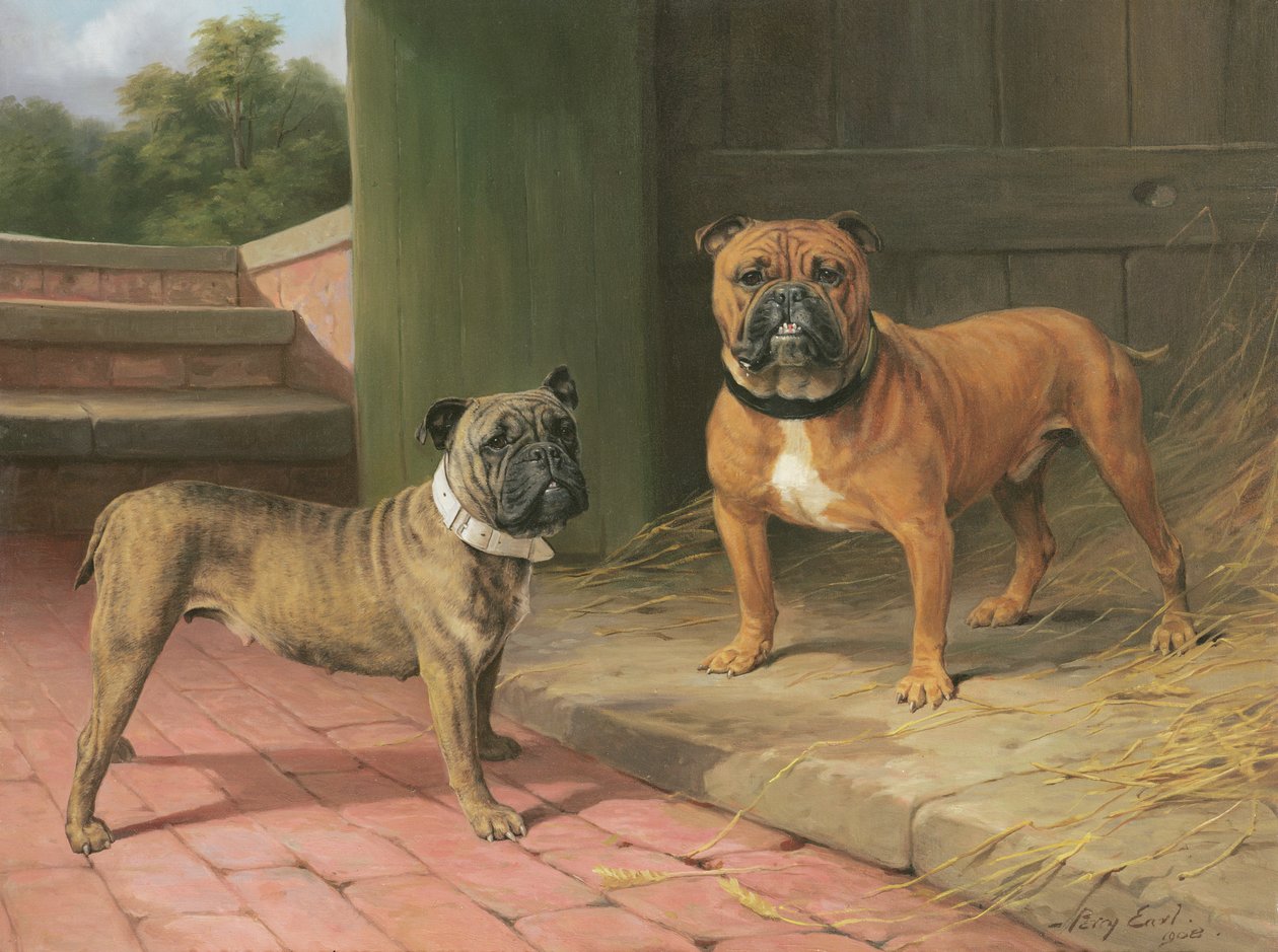 Red Bulldog és Brindle Bulldog egy pajta mellett (olaj, vászon) alkotó: Percy Thomas Earl