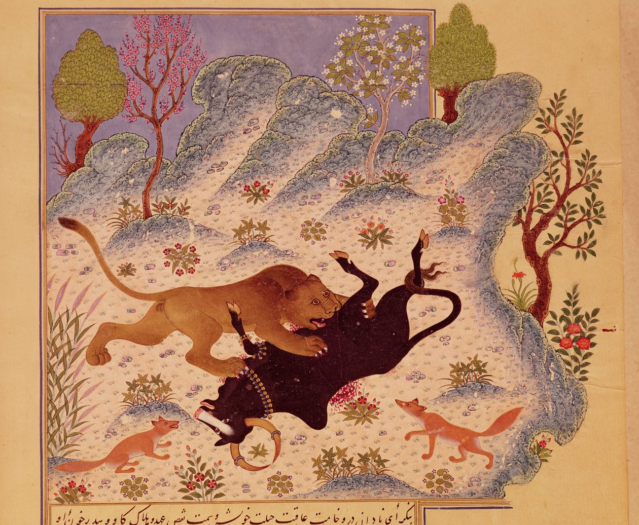 Oroszlán támad és megöl egy bikát, egy Kabila wa Dimna kéziratból (guache papíron) alkotó: Persian School