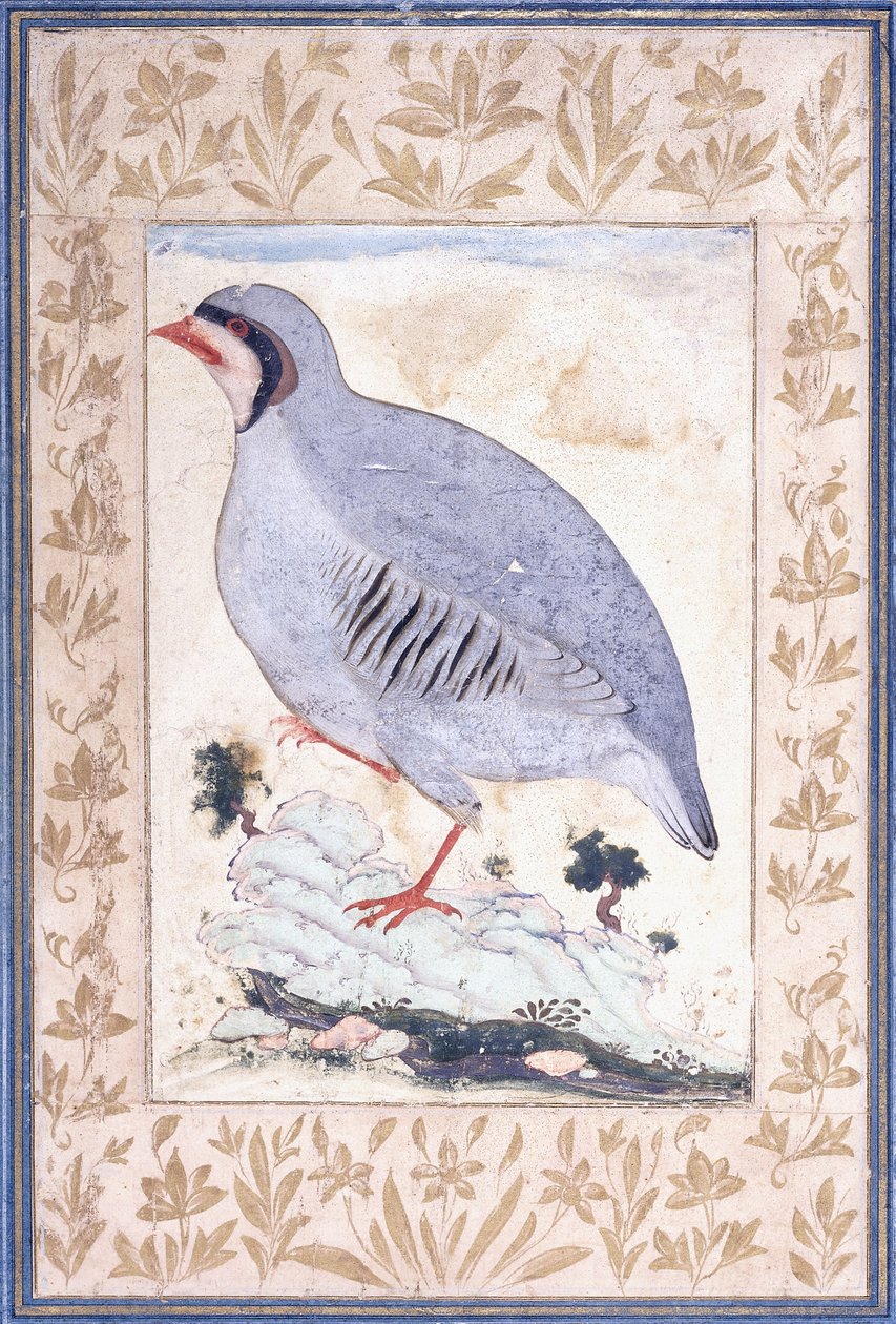 Vörös lábú fogoly, c. 17. század közepe alkotó: Persian School