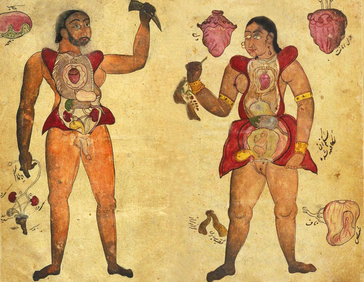 Egy férfi és egy nő anatómiai illusztrációja, akik saját belső szerveiket tartják, megjelent a Tibb-i Akbarban, "Akbar gyógyszere" 1700 körül alkotó: Persian School
