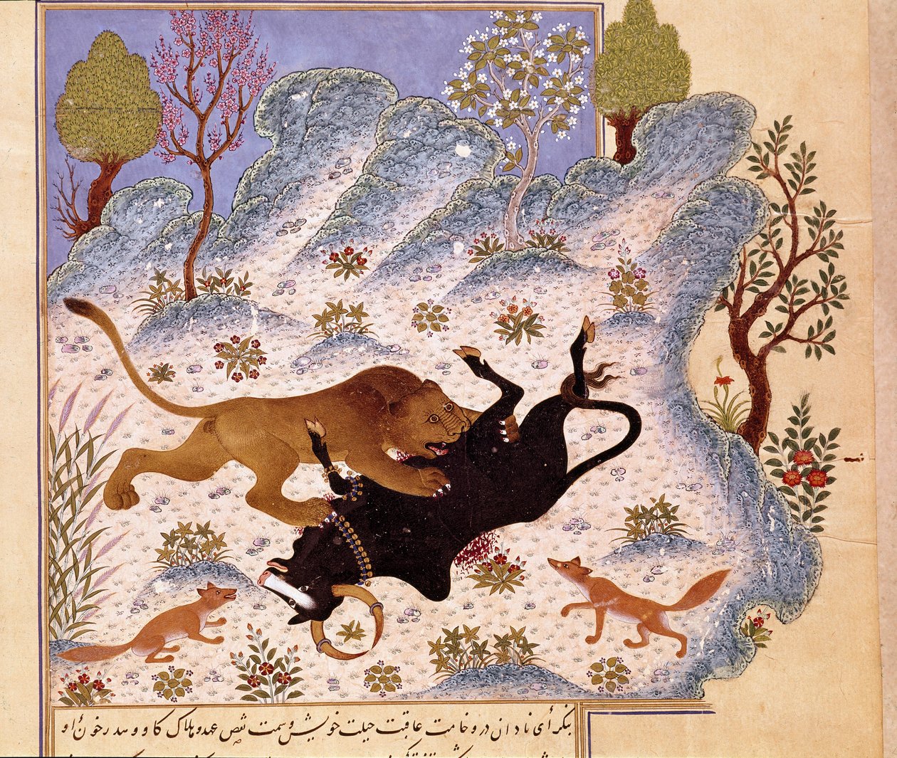 Oroszlán megtámad egy bikát Kalila és Dimna oldala alkotó: Persian School