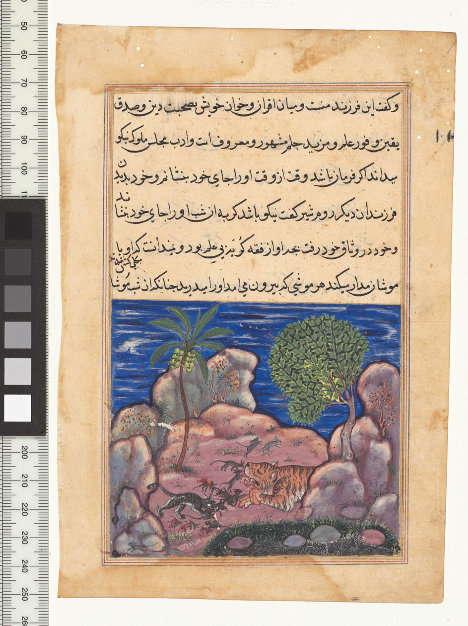 XV. mese, A macska megtámadja az oroszlánt zavaró egereket, illusztráció a "Tuti-Nama" c. 1560. India, Mogul, Akbar uralkodása, 16. század alkotó: Persian School