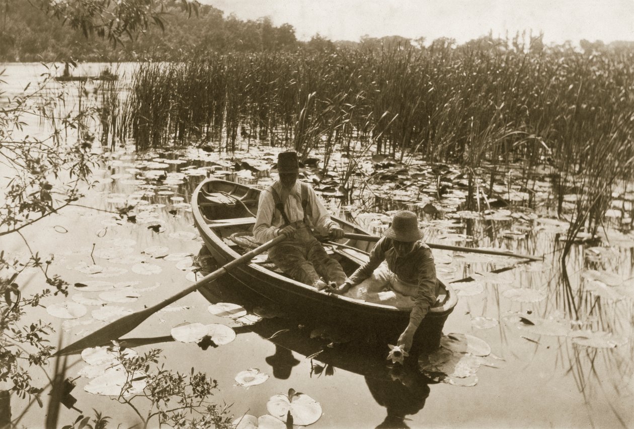 A tavirózsák összegyűjtése, 1886 (fénykép) alkotó: Peter Emerson und Thomas Goodall