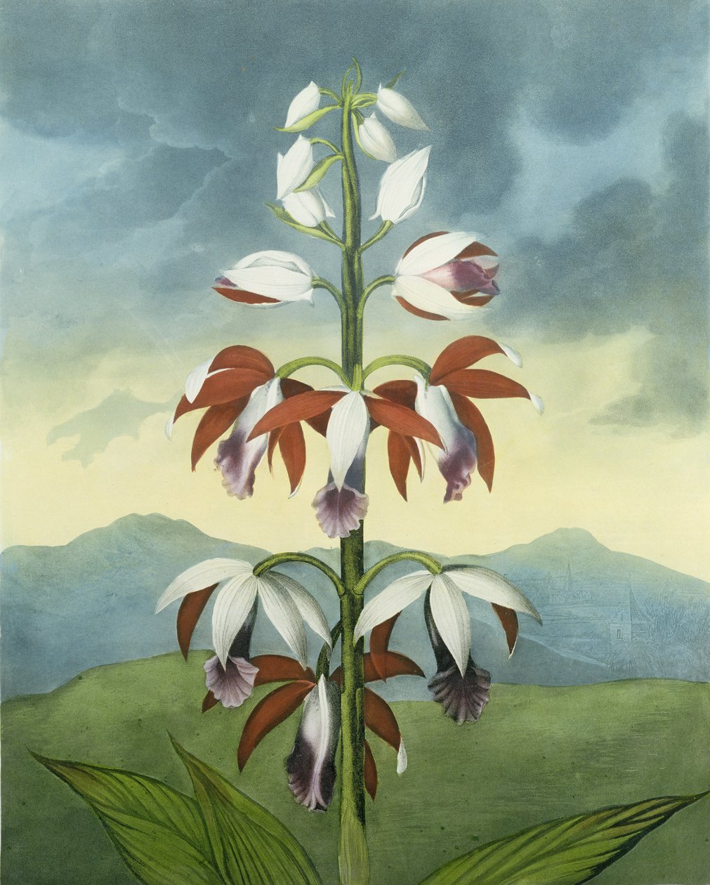 A kínai Limodoron, Landseer metszete, Robert Thornton "The Temple of Flora" című művéből, kiad. 1802 alkotó: Peter Charles Henderson
