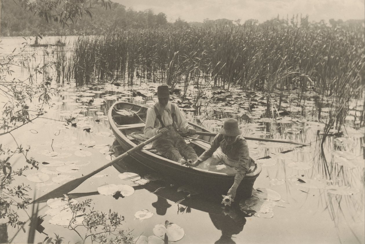 Vízililiomok gyűjtése alkotó: Peter Henry Emerson