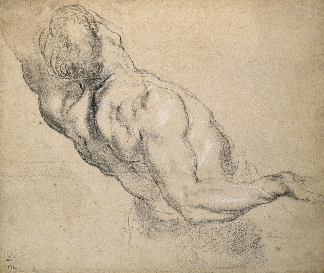 Egy meztelen férfi törzs vizsgálata alkotó: Peter Paul Rubens