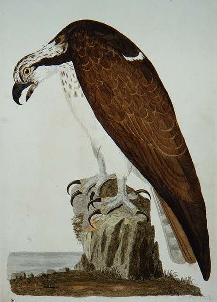 A kopasz ölyv, a „The British Zoology, II. osztály: Madarak” táblája, vésette Peter Mazell (fl.1761-97) 1766 (metszet) alkotó: Peter (after) Paillou