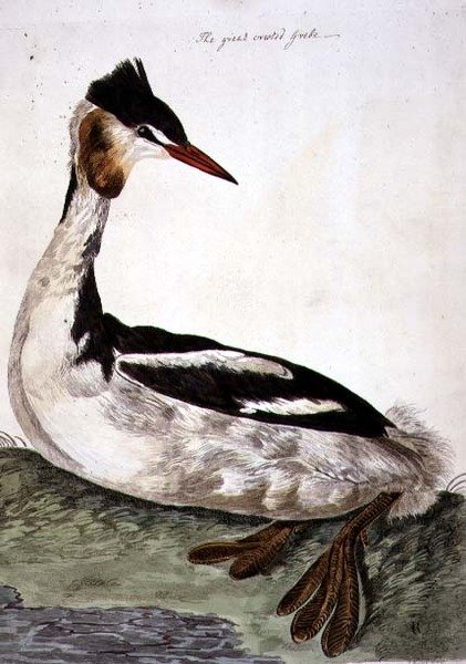 A nagy kócsag (Podiceps cristatus) a "The British Zoology, Class II: Birds" (Brit zoológia, II. osztály: Madarak) című, Peter Mazell (1761-97) által 1766-ban készített metszetből (metszet). alkotó: Peter (after) Paillou
