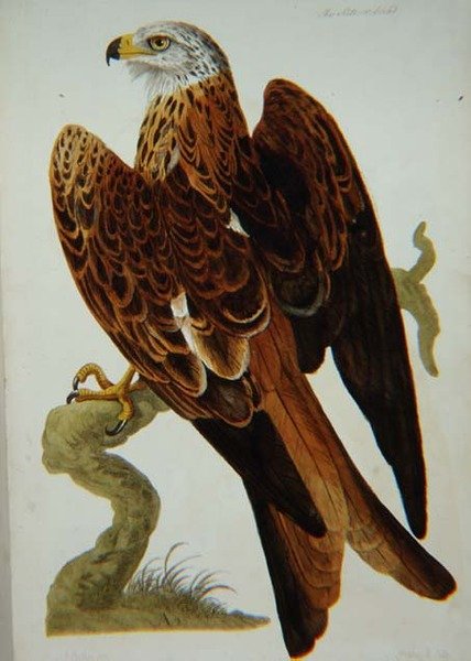 The Kite (Milvus milvus) vagy Glead, lemez a „The British Zoology, Class II: Birds”-ből, vésette Peter Mazell (fl.1761-97) 1766 (metszet) alkotó: Peter (after) Paillou