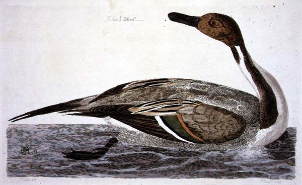 A csukafejű kacsa (Anas acuta) a "The British Zoology, Class II: Birds" című műből, metszette Peter Mazell (fl.1761-97) 1766 (metszet). alkotó: Peter (after) Paillou