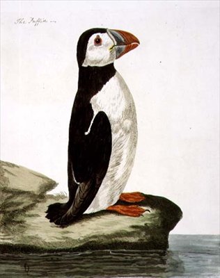 A Puffin (Fratercula arctica) lemez a „The British Zoology, II. osztály: Madarak”-ból, metszett Peter Mazell (fl.1761-97) 1766 (metszet) alkotó: Peter (after) Paillou