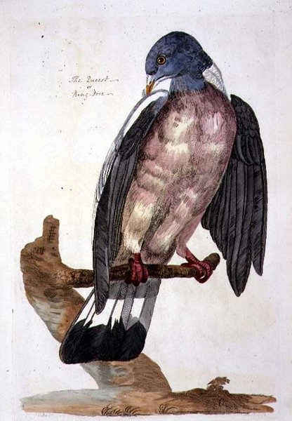 The Queest vagy Ring Dove, lemez a „The British Zoology, Class II: Birds”-ből, metszett: Peter Mazell (fl.1761-97) 1766 (metszet) alkotó: Peter (after) Paillou