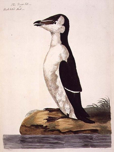 Razorbill (Alca torda) vagy feketecsőrű bölömbika, a "The British Zoology, Class II: Birds" (Brit zoológia, II. osztály: Madarak), metszete: Peter Mazell (1761-97) 1766 (metszet). alkotó: Peter (after) Paillou