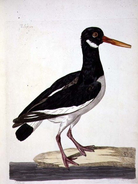 Tengeri pite vagy osztriga (Haematopus ostralegus) lemez a „The British Zoology, Class II: Birds”-ből, metszett: Peter Mazell (fl.1761-97) 1766 (metszet) alkotó: Peter (after) Paillou