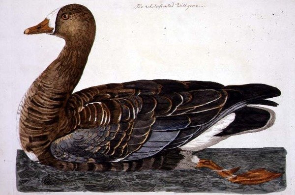 The White-Fronted Goose (Anser albifrons) lemez a 