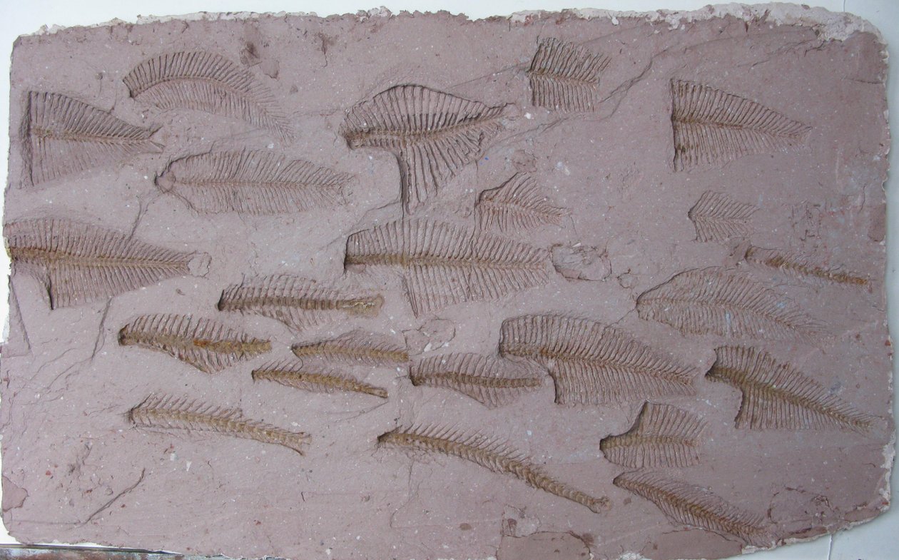 Shoal alkotó: Peter A Ford