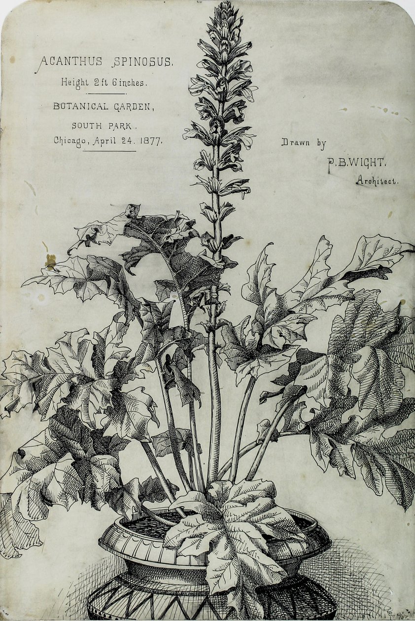 Acanthus Spinosus, Prezentációs rajzok alkotó: Peter Bonnett Wight