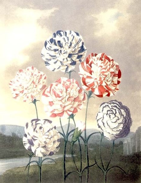 Szegfűcsoport: Dianthus caryophyllus, Caldwall metszettel, Thornton "Flóra templomából" alkotó: Peter Charles (after) Henderson