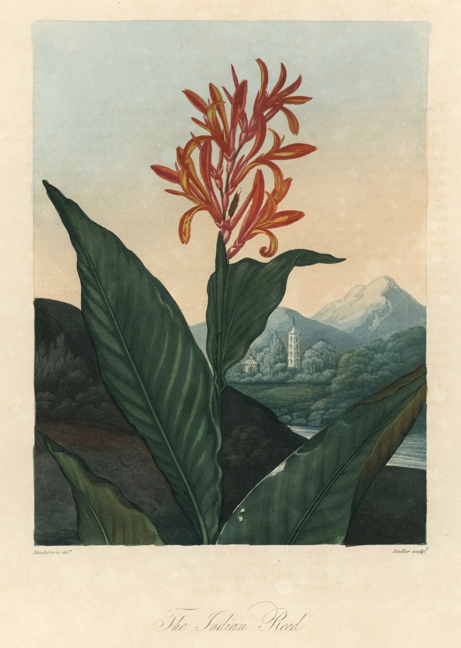 Vörös vagy Conflore vagy Toloman Forte víz, Dr. Robert Thornton (1768-1837) The Temple of Flora című művéből. alkotó: Peter Charles (after) Henderson