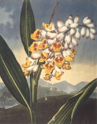 A Nodding Renealmia, Caldwall metszete, Robert Thornton 