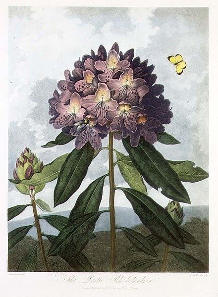 A pontusi rododendron, Caldwell metszete, Robert Thornton "The Temple of Flora" című művéből, kiad. 1802 (színes litográfia) alkotó: Peter Charles (after) Henderson