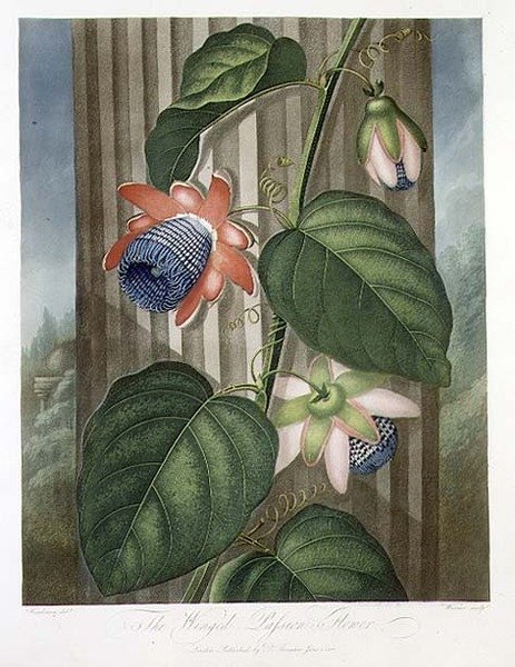 A szárnyas golgotavirág, Warner metszetében, Robert Thornton „Flora temploma” című kocsmájából. 1802 (színes litó) alkotó: Peter Charles (after) Henderson