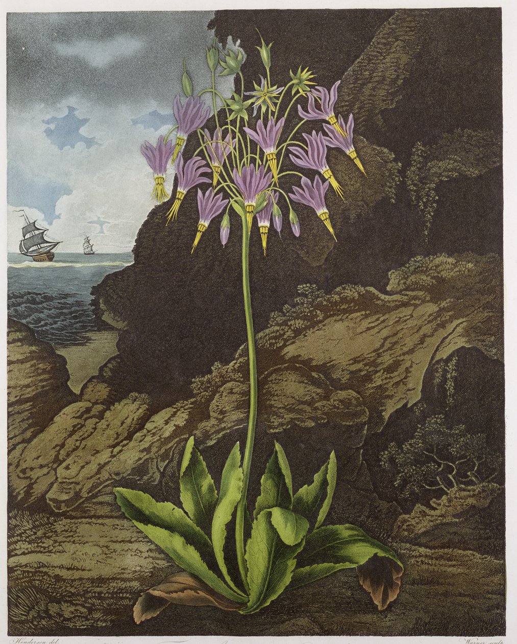Az American Cowslip, Warner gravírozása, Robert Thornton 