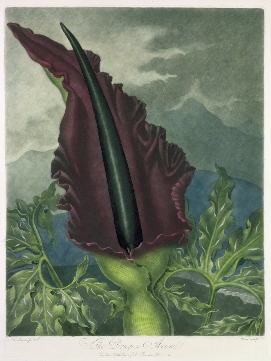 A sárkányos arum, Ward metszete, Robert Thornton "The Temple of Flora" című művéből, kiad. 1801 alkotó: Peter Charles Henderson