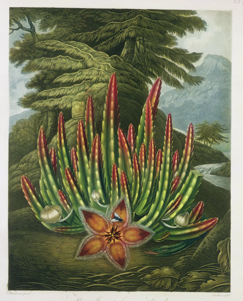 A kukacos stapelia, Stadler metszete, Robert Thornton "Flora temploma" című kocsmájából. 1801 alkotó: Peter Charles Henderson