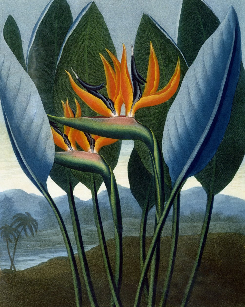 A királynő, R. Cooper metszete, R.J. „A Flora temploma” című művéből. Thornton, kocsma. 1807 alkotó: Peter Charles Henderson