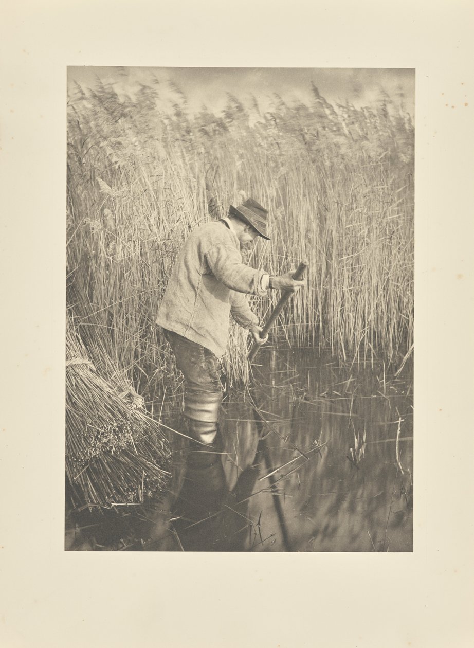 Nádvágó munka közben alkotó: Peter Henry Emerson