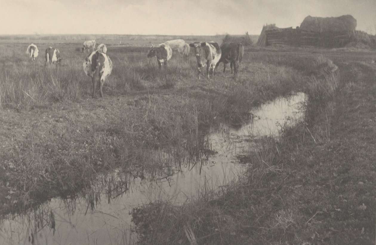 Szarvasmarha a mocsárban,1886 (fotó) alkotó: Peter Henry Emerson