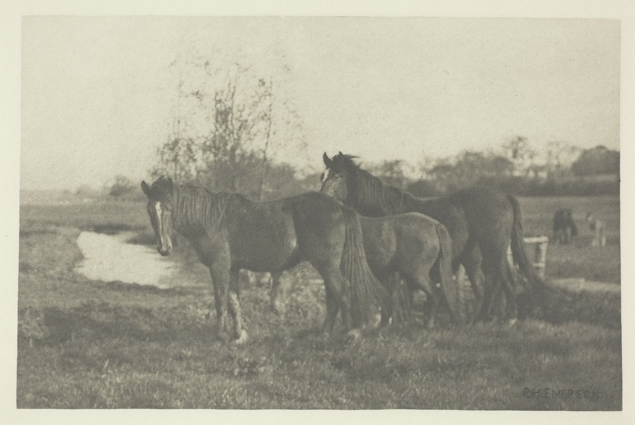 Csikósok a norfolki mocsáron alkotó: Peter Henry Emerson