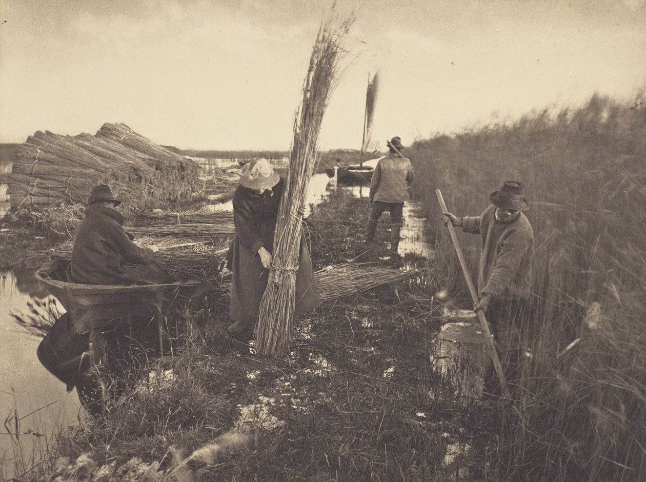 Nádaratás közben alkotó: Peter Henry Emerson