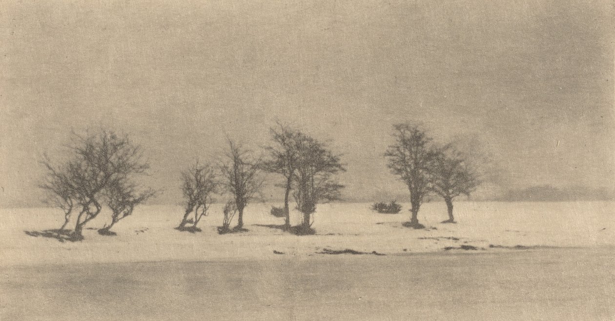 Göcsörtös-tövis fák, c. 1890, nyomtatott c. 1895. alkotó: Peter Henry Emerson