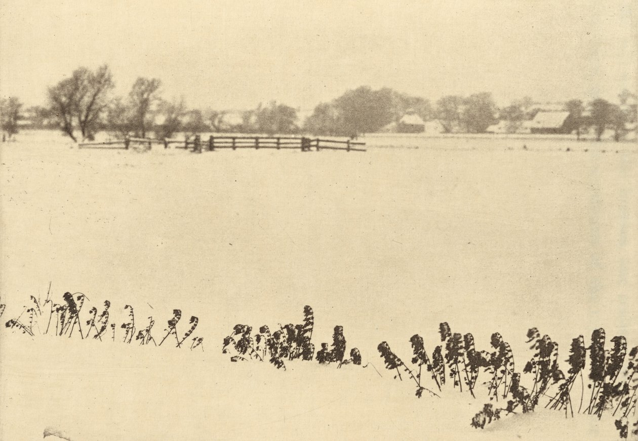 Mocsári gyomok,1895-ben vagy azelőtt (fotó) alkotó: Peter Henry Emerson