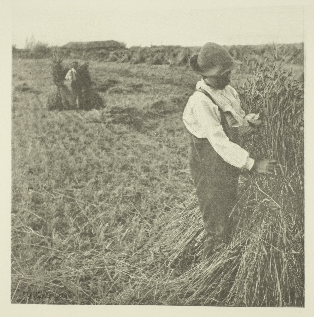 Sokkoló kukorica (Norfolk) alkotó: Peter Henry Emerson