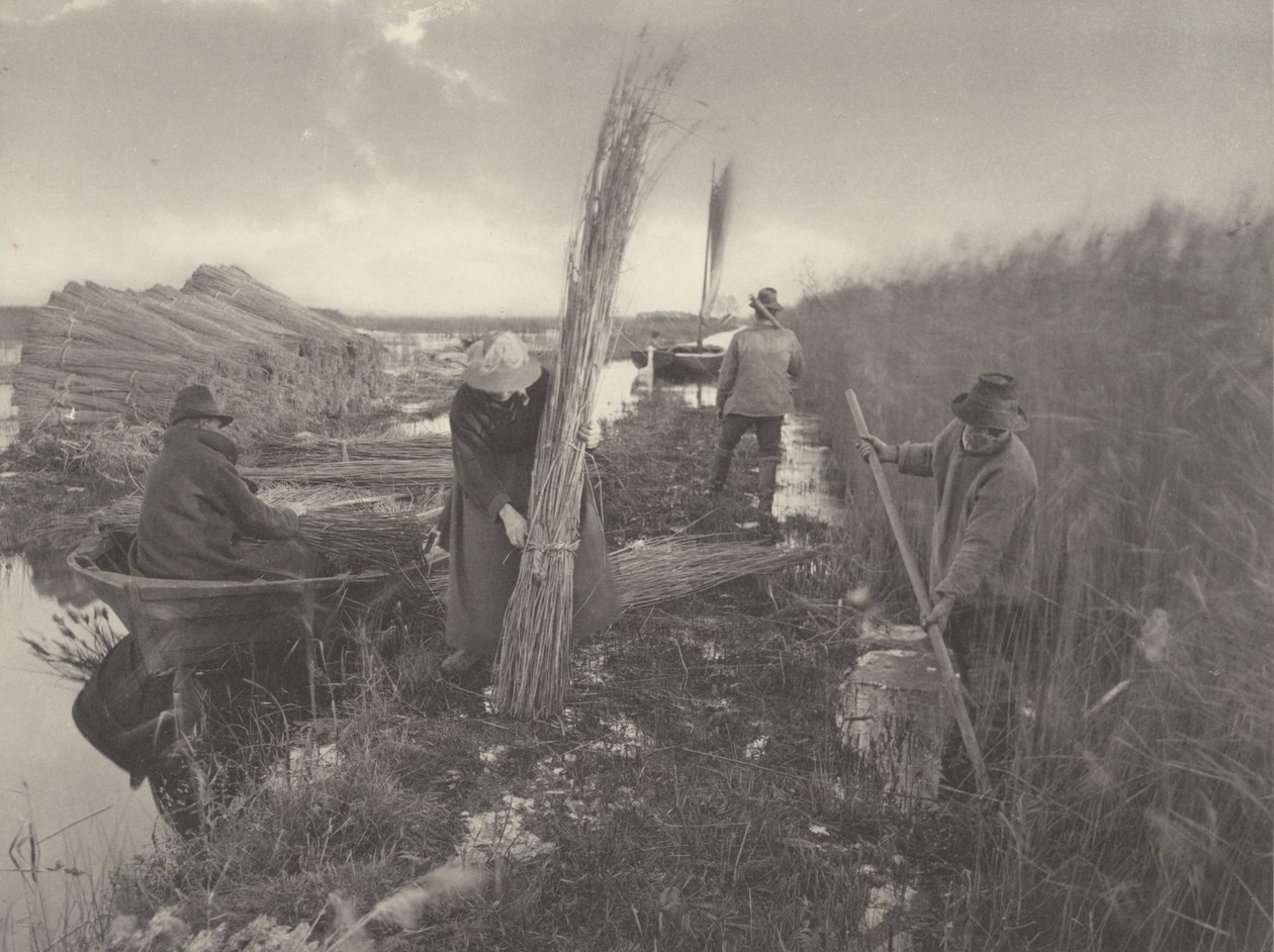 A nádszüret idején alkotó: Peter Henry Emerson and T.F. Goodall
